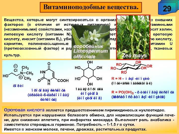 Витаминоподобные вещества. 29 Вещества, которые могут синтезироваться в организме животных без внешних факторов (в