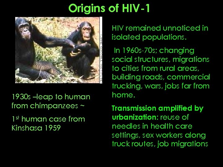 Origins of HIV-1 HIV remained unnoticed in isolated populations. 1930 s –leap to human