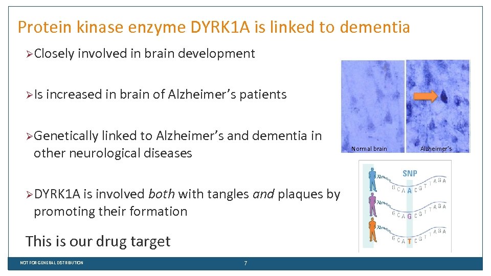 Protein kinase enzyme DYRK 1 A is linked to dementia ØClosely ØIs involved in