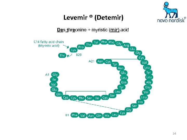 Levemir ® (Detemir) Des threonine + myristic (mir) acid 14 