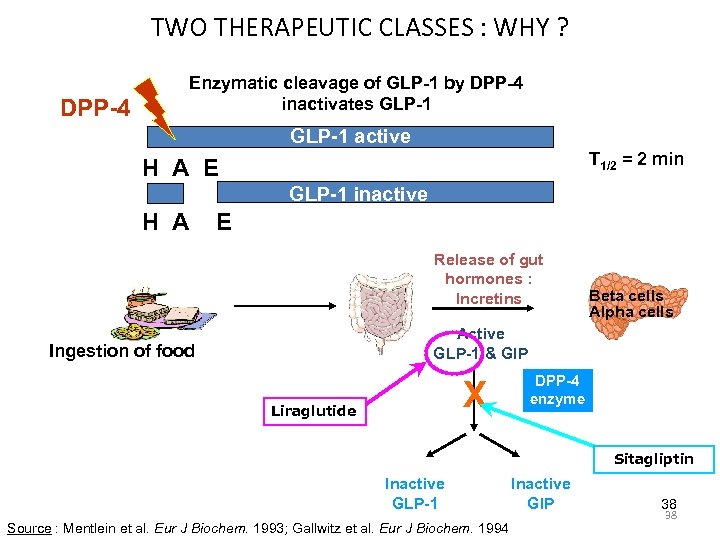 TWO THERAPEUTIC CLASSES : WHY ? DPP-4 Enzymatic cleavage of GLP-1 by DPP-4 inactivates