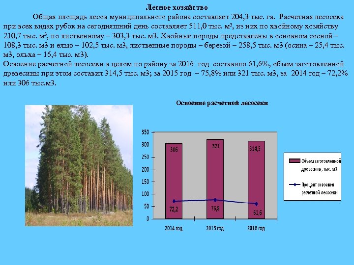 Какая площадь леса