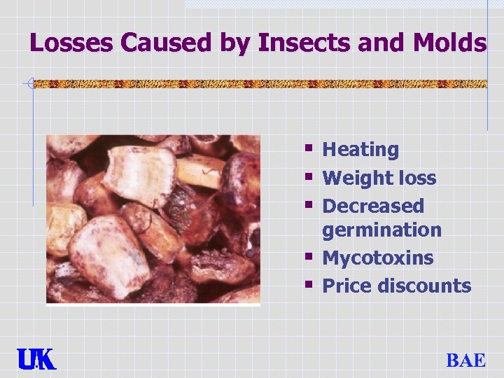 Losses Caused by Insects and Molds § Heating § Weight loss § Decreased §