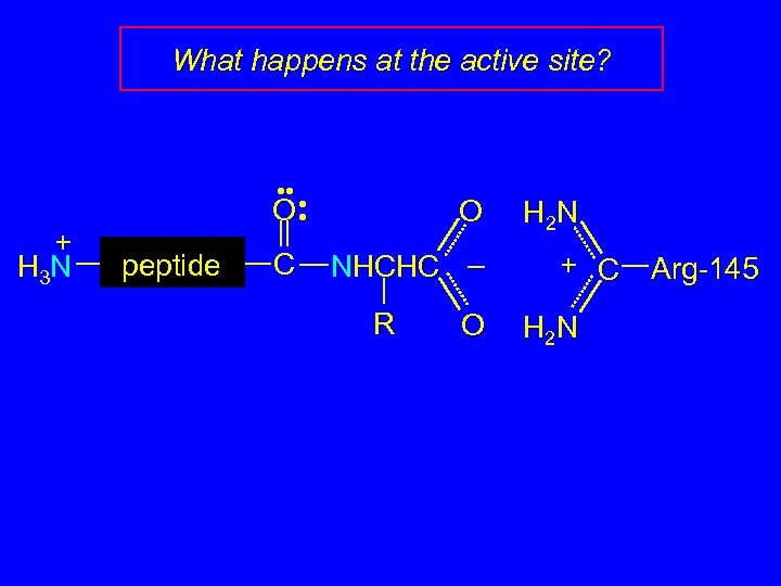 What happens at the active site? + H 3 N • • • O