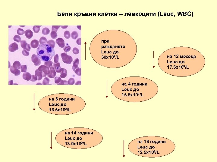 Бели кръвни клетки – левкоцити (Leuc, WBC) при раждането Leuc до 30 х109/L на