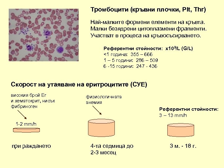 Тромбоцити (кръвни плочки, Plt, Thr) Най-малките формени елементи на кръвта. Малки безядрени цитоплазмени фрагменти.