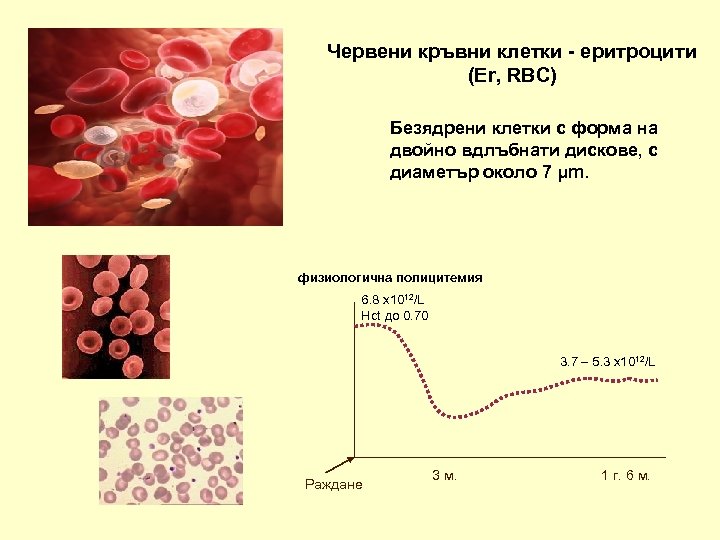 Червени кръвни клетки - еритроцити (Er, RBC) Безядрени клетки с форма на двойно вдлъбнати