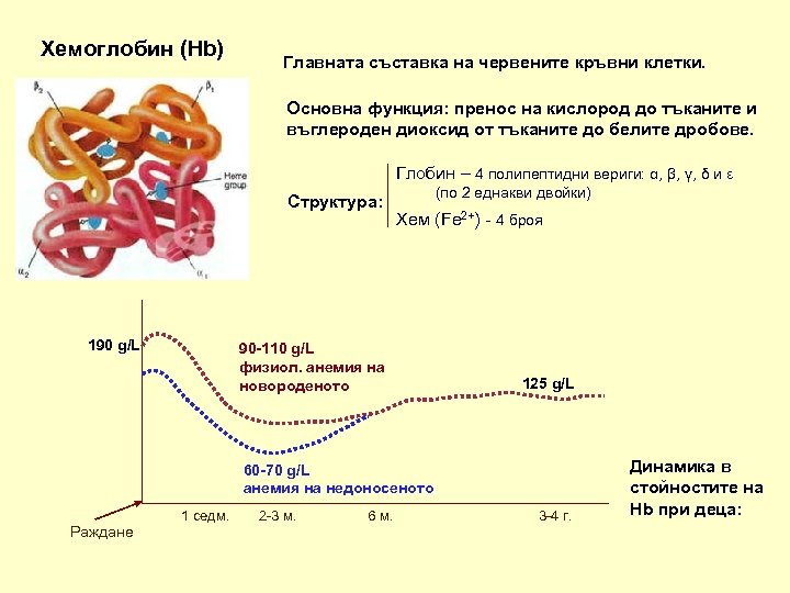 Хемоглобин (Hb) Главната съставка на червените кръвни клетки. Основна функция: пренос на кислород до