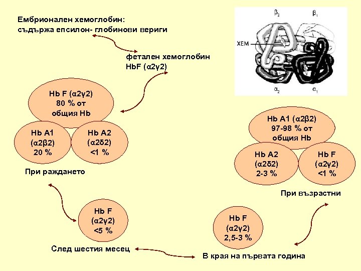Ембрионален хемоглобин: съдържа епсилон- глобинови вериги фетален хемоглобин Hb. F (α 2γ 2) Hb