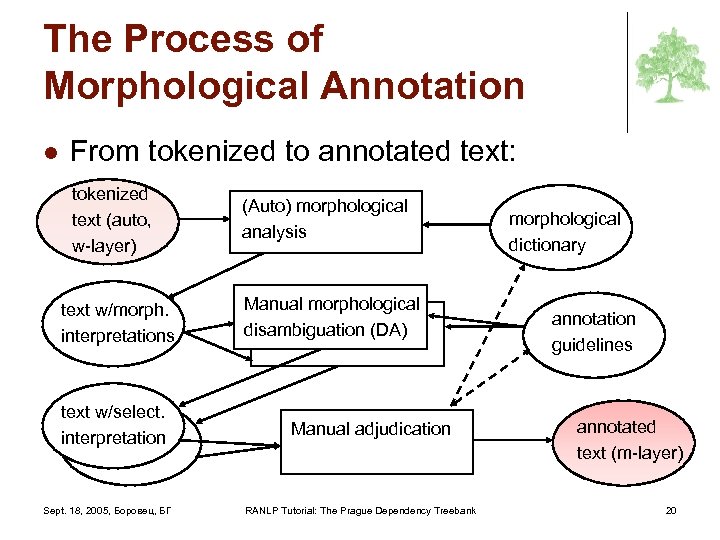 The Process of Morphological Annotation l From tokenized to annotated text: tokenized text (auto,