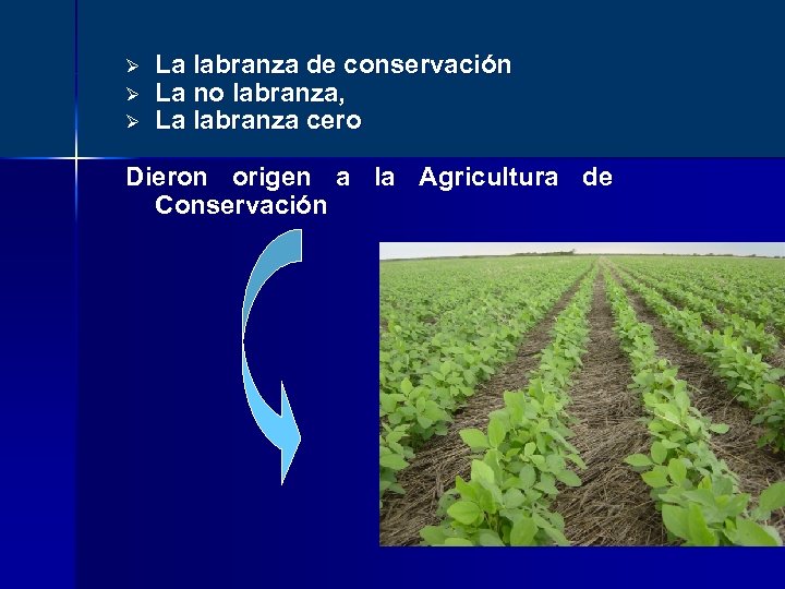 Ø Ø Ø La labranza de conservación La no labranza, La labranza cero Dieron