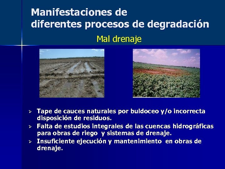 Manifestaciones de diferentes procesos de degradación Mal drenaje Ø Ø Ø Tape de cauces