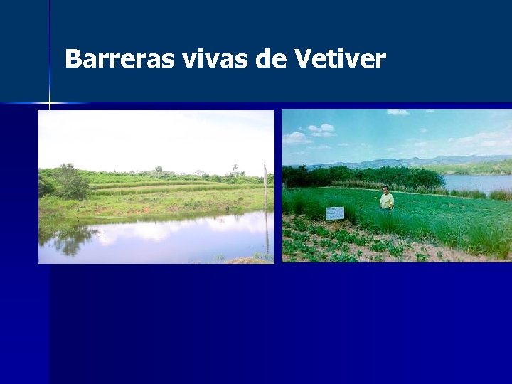 Barreras vivas de Vetiver 