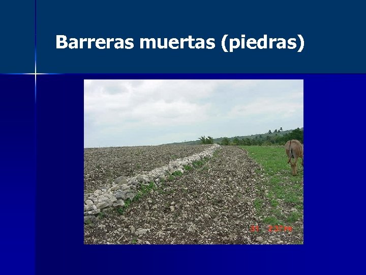 Barreras muertas (piedras) 