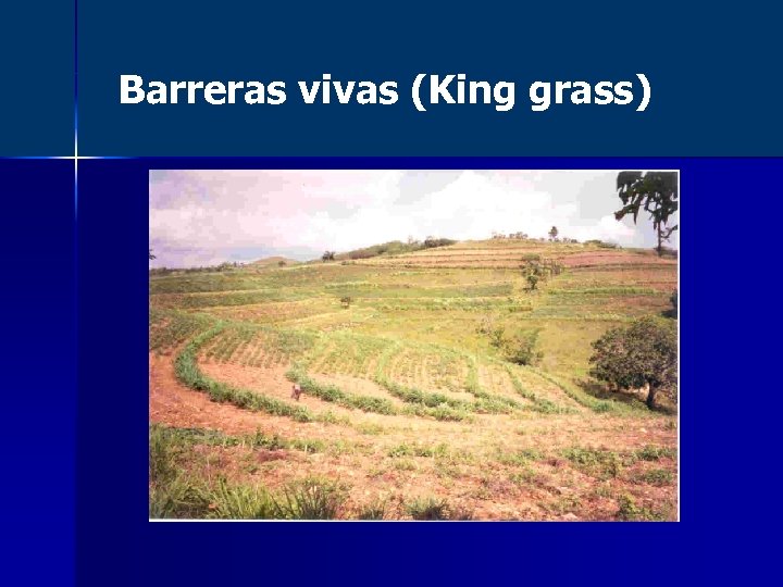 Barreras vivas (King grass) 