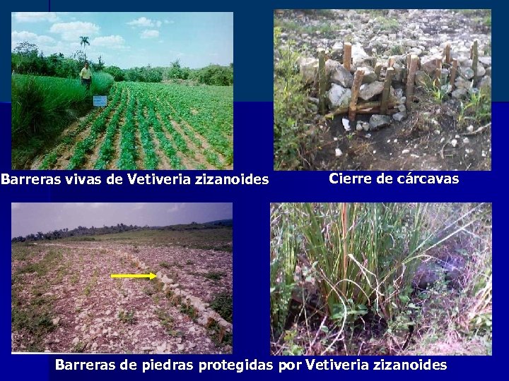 Barreras vivas de Vetiveria zizanoides Cierre de cárcavas Barreras de piedras protegidas por Vetiveria