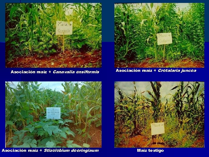 Asociación maíz + Canavalia ensiformis Asociación maíz + Stizolobium deeringiaum Asociación maíz + Crotalaria