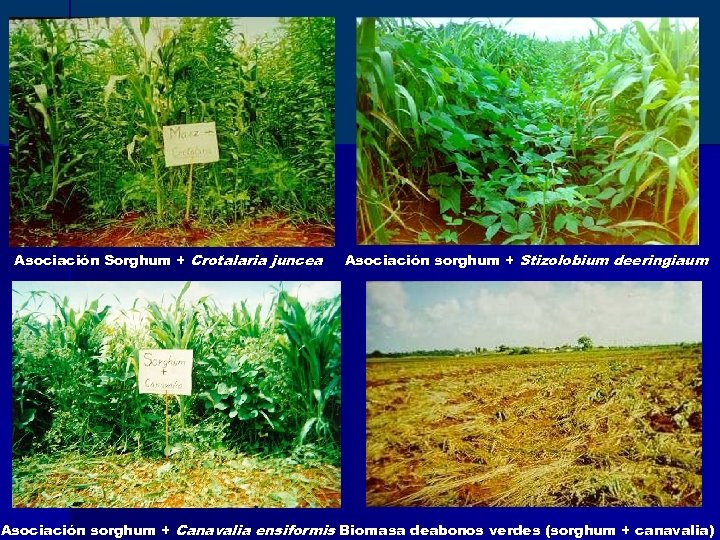 Asociación Sorghum + Crotalaria juncea Asociación sorghum + Stizolobium deeringiaum Asociación sorghum + Canavalia