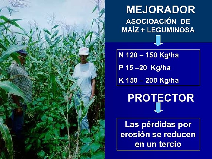 MEJORADOR ASOCIOACIÓN DE MAÍZ + LEGUMINOSA N 120 – 150 Kg/ha P 15 –