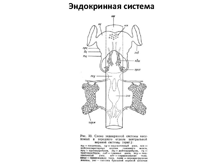 Схема гормонального контроля метаморфоза насекомых