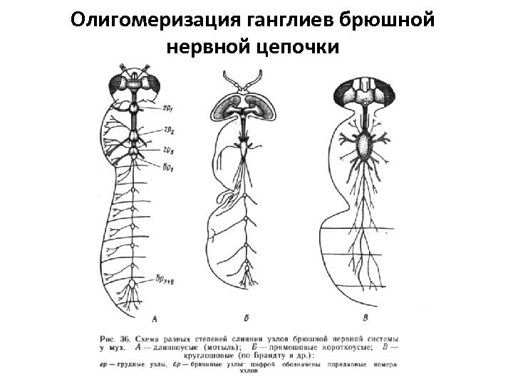 Олигомеризация ганглиев брюшной нервной цепочки 