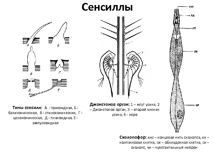 Сенсиллы Типы сенсилл: А - трихоидная, Б - базиконическая, В - стилоконические, Г -