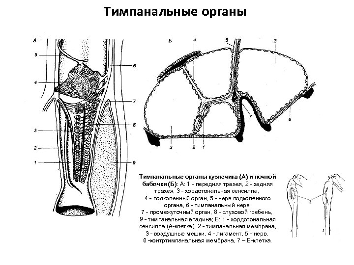 Тимпанальные органы кузнечика (А) и ночной бабочки (Б): А: 1 - передняя трахея, 2