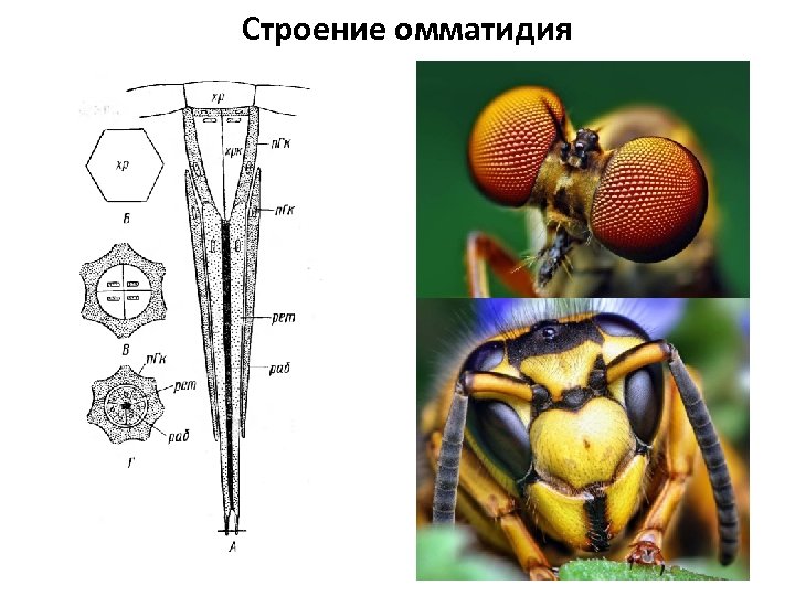 Строение омматидия 