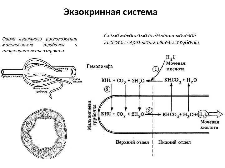 Экзокринная система Схема взаимного расположения мальпигиевых трубочек и пищеварительного тракта Схема механизма выделения мочевой