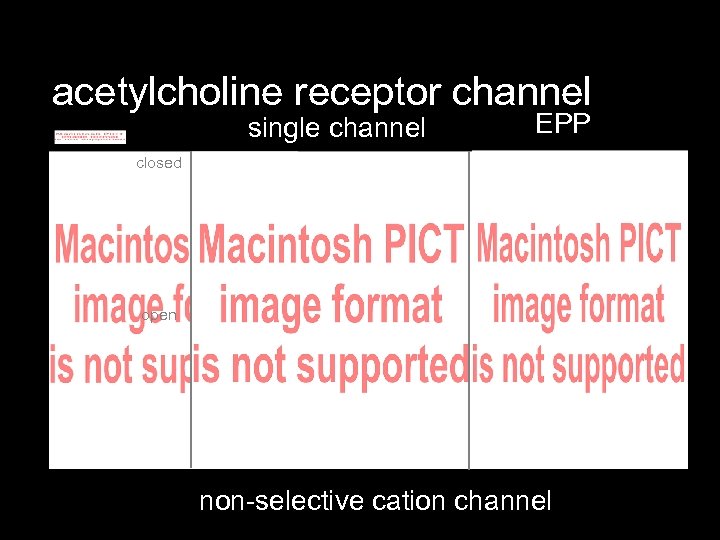acetylcholine receptor channel single channel EPP closed open non-selective cation channel 