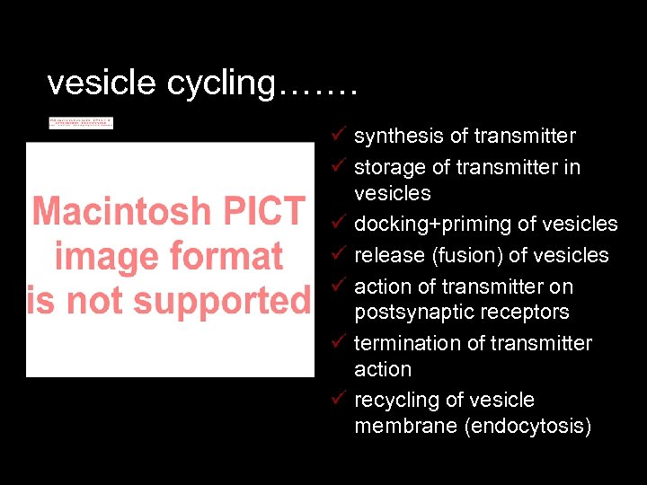 vesicle cycling……. ü synthesis of transmitter ü storage of transmitter in vesicles ü docking+priming