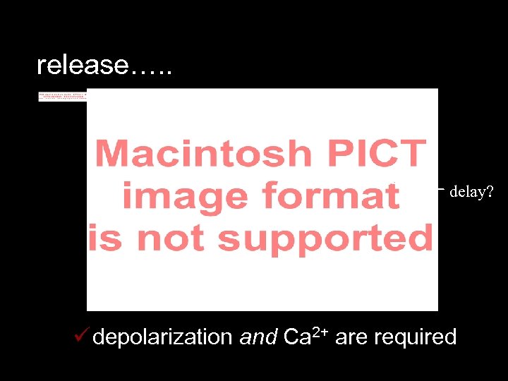 release…. . delay? ü depolarization and Ca 2+ are required 