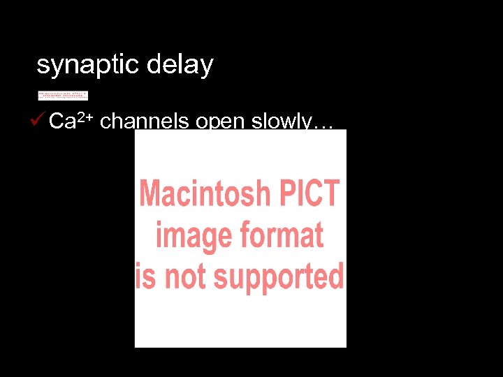 synaptic delay ü Ca 2+ channels open slowly… 