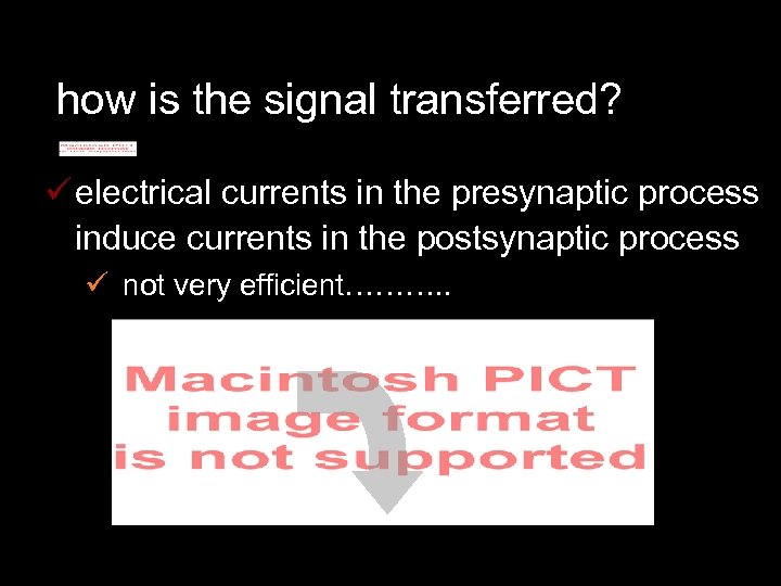 how is the signal transferred? ü electrical currents in the presynaptic process induce currents