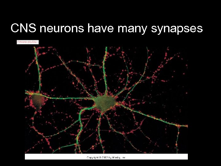 CNS neurons have many synapses 