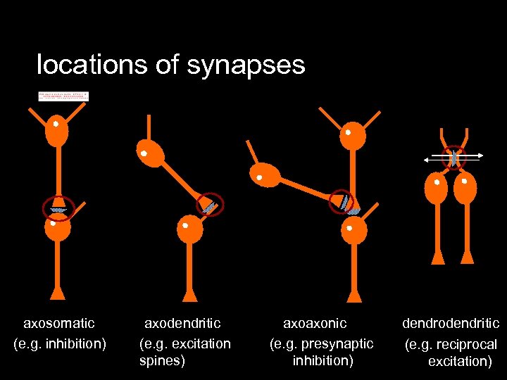 locations of synapses axosomatic (e. g. inhibition) axodendritic (e. g. excitation spines) axoaxonic (e.