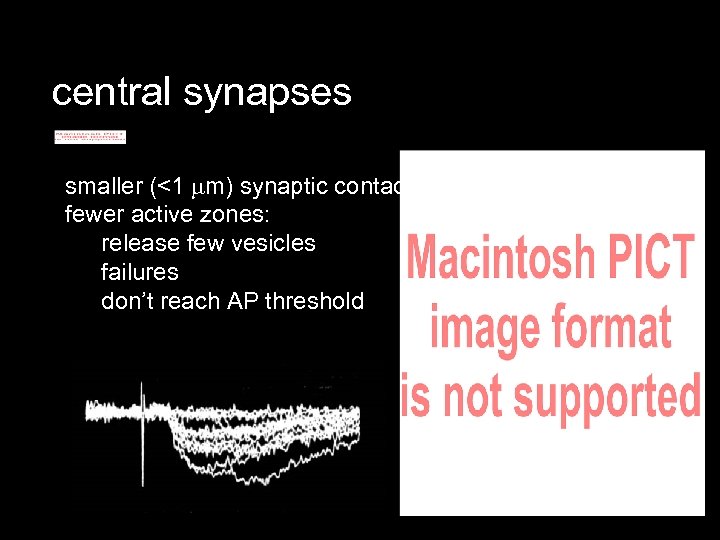 central synapses smaller (<1 m) synaptic contact fewer active zones: release few vesicles failures