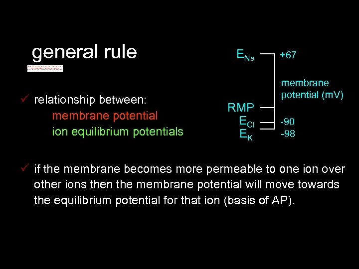 general rule ü relationship between: membrane potential ion equilibrium potentials ENa +67 membrane potential