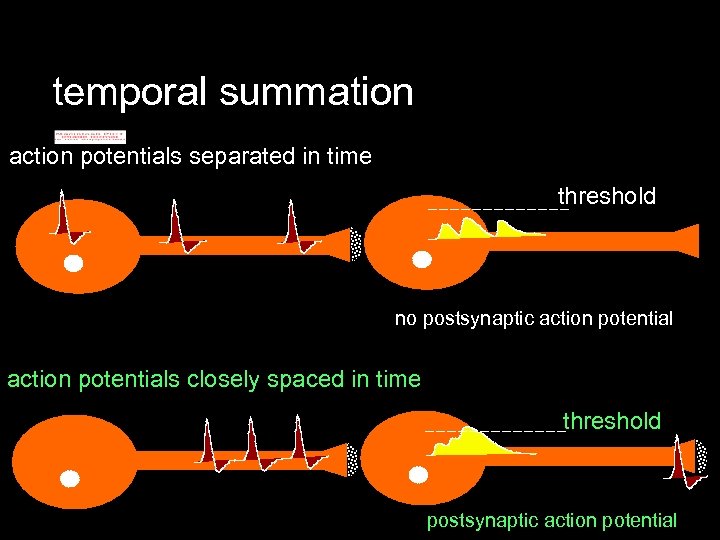 temporal summation action potentials separated in time threshold no postsynaptic action potentials closely spaced
