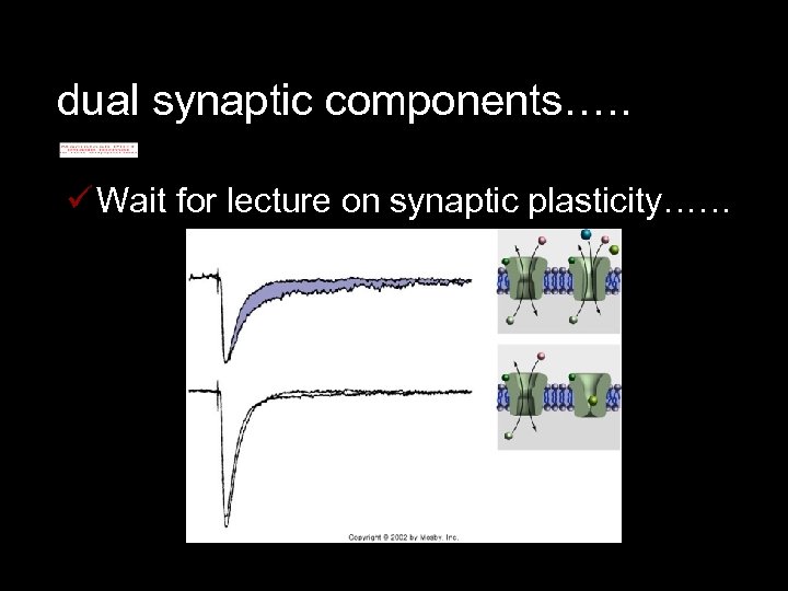 dual synaptic components…. . ü Wait for lecture on synaptic plasticity…… 