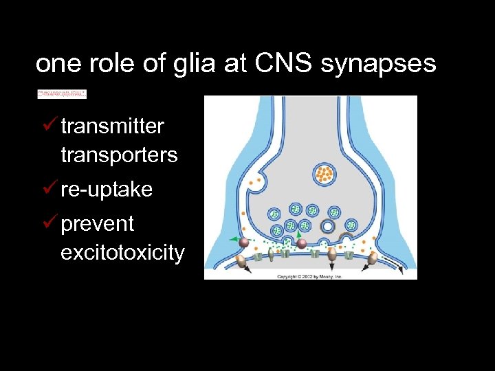one role of glia at CNS synapses ü transmitter transporters ü re-uptake ü prevent