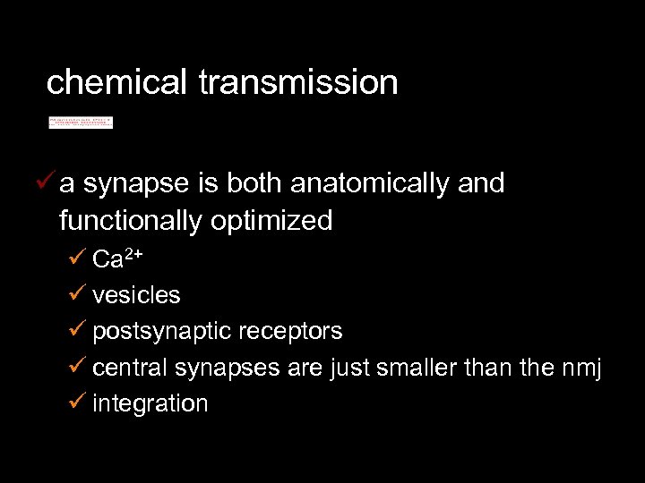 chemical transmission ü a synapse is both anatomically and functionally optimized ü Ca 2+