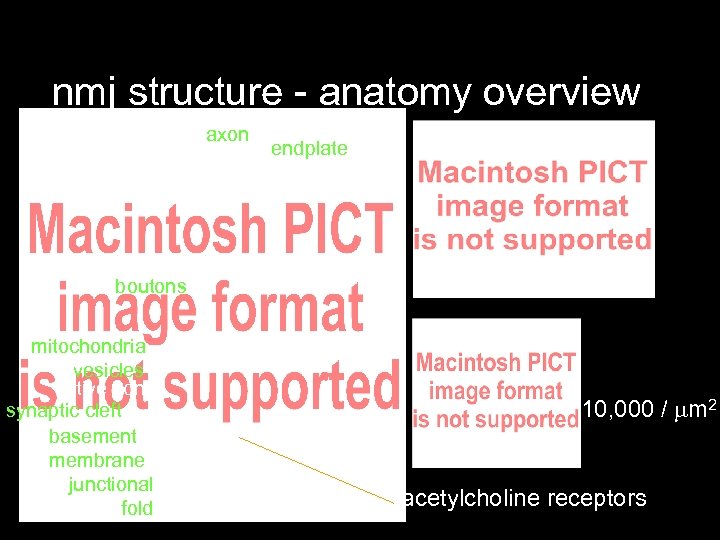 nmj structure - anatomy overview axon endplate boutons mitochondria vesicles active zone synaptic cleft