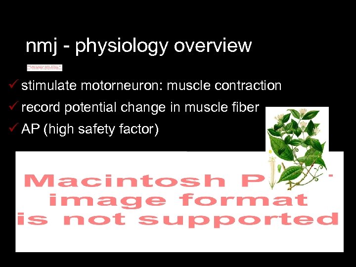 nmj - physiology overview ü stimulate motorneuron: muscle contraction ü record potential change in