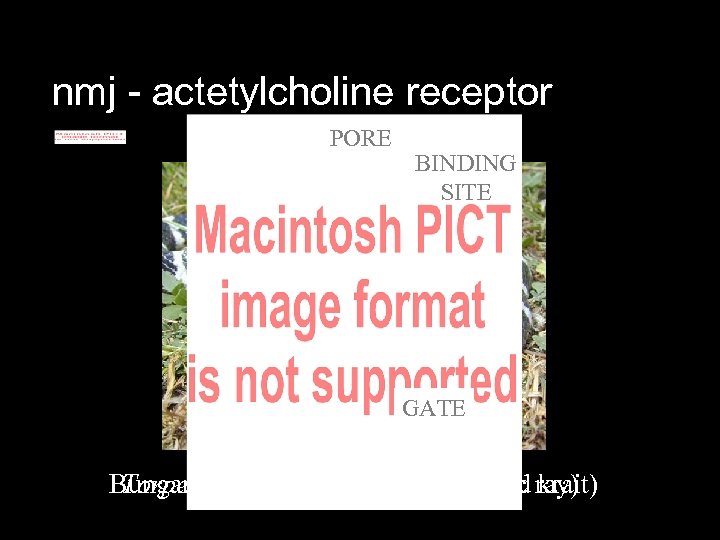 nmj - actetylcholine receptor a-bungarotoxin PORE BINDING SITE GATE Bungarus californica (pacific electric ray)
