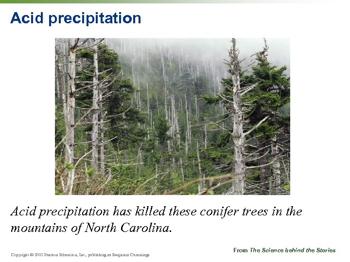 Acid precipitation has killed these conifer trees in the mountains of North Carolina. Copyright