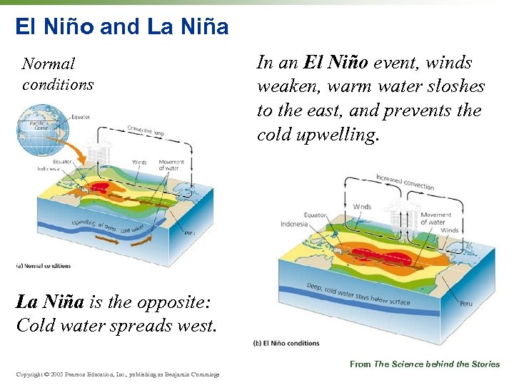 El Niño and La Niña Normal conditions In an El Niño event, winds weaken,