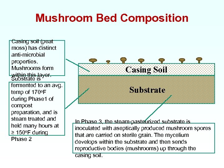 Mushroom Bed Composition Casing soil (peat moss) has distinct anti-microbial properties. Mushrooms form within