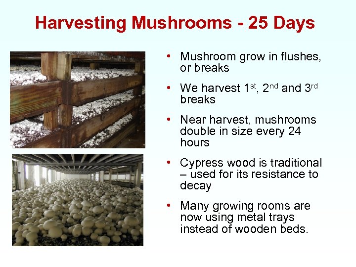 Harvesting Mushrooms - 25 Days • Mushroom grow in flushes, or breaks • We