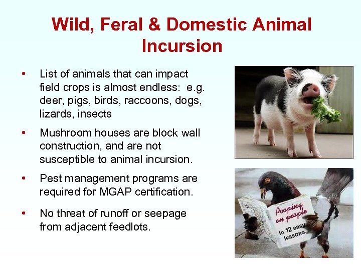 Wild, Feral & Domestic Animal Incursion • List of animals that can impact field
